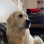 Profile Picture of Harvey 🐾 (@harvey__singleton) on Instagram