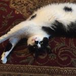 Profile Picture of Cora Brown (@brownceh) on Instagram