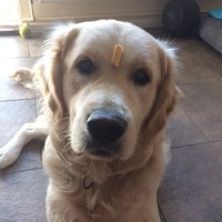 Profile Picture of Sophia Peng (@sophia-peng-22) on Quora