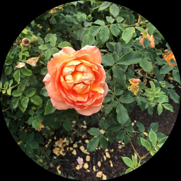 Profile Picture of Lauren Brassey (@lbrassey) on Poshmark