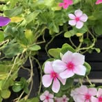 Profile Picture of Bonnie Tony (@Bonnie-Tony) on Facebook