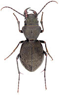Profile Picture of Omus dejeanion Wikipedia