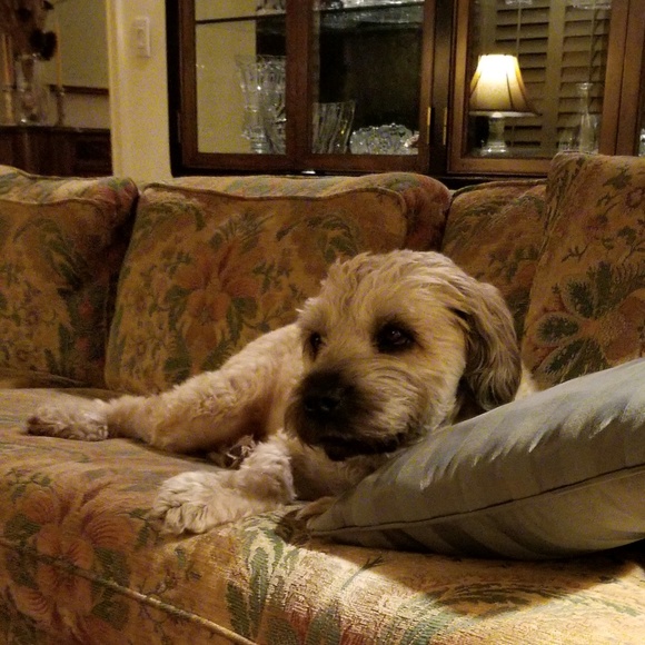 Profile Picture of Dianne Cadranel (@diannecadranel) on Poshmark