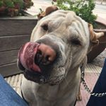 Profile Picture of jack_sharpei (@jack_sharpei) on Instagram