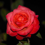 Profile Picture of C.Michael Photography (@C.Michael Photography) on Flickr