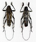 Profile Picture of Colobotheaon Wikipedia