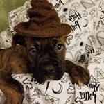 Profile Picture of Harry Potter (@harrypotter_theboxerthatlived) on Instagram