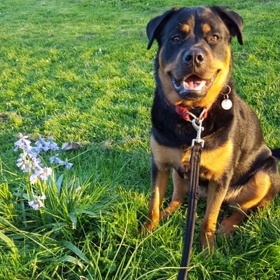 Profile Picture of Truth Searcher (@bayliss_peter) on Twitter