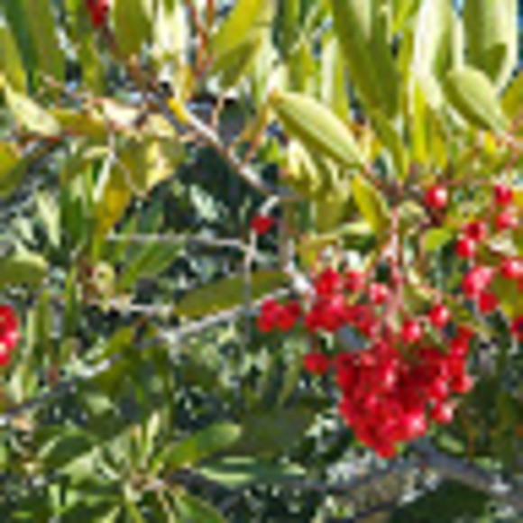 Profile Picture of Tara Jeffery (@rictar27) on Poshmark