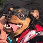 Profile Picture of ♡ ℙ𝔼𝕋𝔼ℝ ℙ𝔸ℙ𝔸𝕊 🐾 ♡ (@peterpapasxo) on Instagram