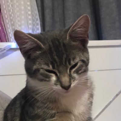Profile Picture of Ava Miles (@AvaMile67919932) on Twitter