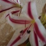 Profile Picture of Yeda Geraldo (@yedageraldo) on Instagram