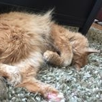 Profile Picture of Alex Ying (@lofatdairy) on Instagram