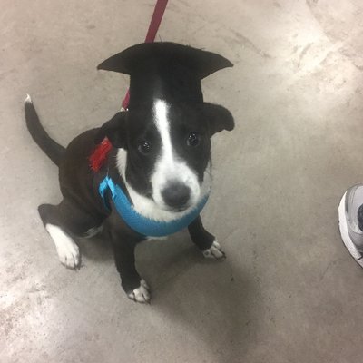 Profile Picture of Josh Lukins (@lukins_josh) on Twitter