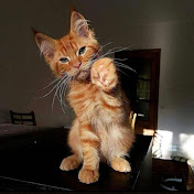 Profile Picture of Patrick Robles (@Patrickrobles08) on Youtube