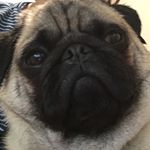 Profile Picture of Floyd Lightning Dayhoff (@floyd_da_pug) on Instagram