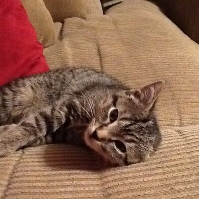 Profile Picture of Dawn Brocco-Fagella (@DawnBF1012) on Twitter