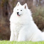 Profile Picture of Maya The Samoyed ☁️ (@cottonball_maya) on Instagram