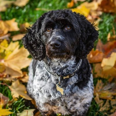 Georgina Murray - Twitter Profile Picture of Georgina Murray (@george77girl) on Twitter