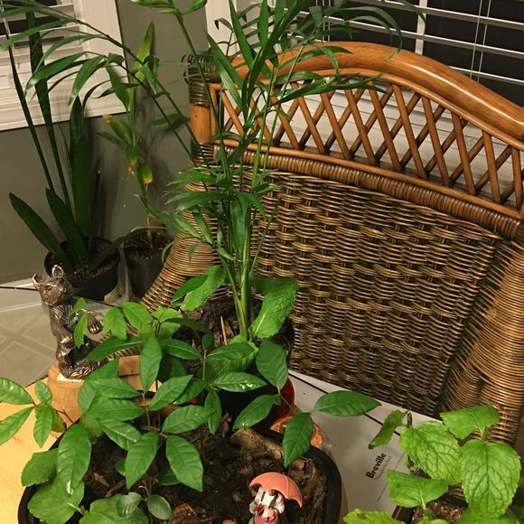 Profile Picture of Xin Qi (@qixin123) on Poshmark