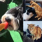 Profile Picture of Gioia And Bo_The Dog And Cat (@ginaschijveschuurder) on Instagram