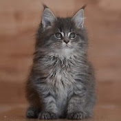 Profile Picture of Mark Canlas (@abry29) on Youtube