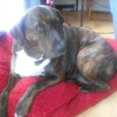 Profile Picture of Amber Hanley (@Vampie_angel) on Twitter