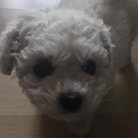 Profile Picture of Hyunjae Choi (@horang) on Poshmark