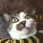 Profile Picture of Carl Kelley (@carlosdelkitty) on Instagram