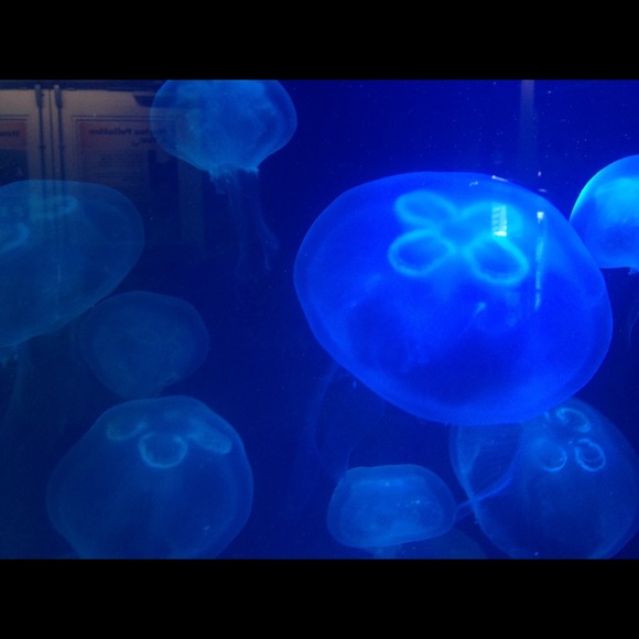 Profile Picture of Mike Escobedo (@bedo18) on Poshmark