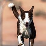 Profile Picture of LUCAS MCNAB (@krisbrownbordercollies) on Instagram