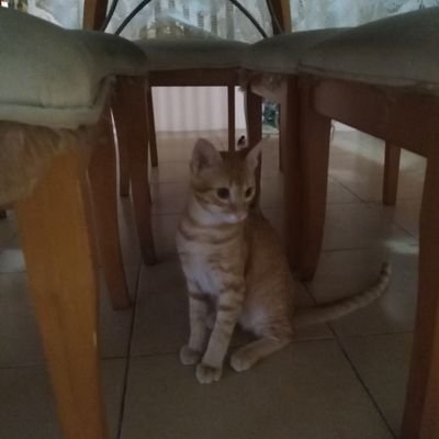 Profile Picture of Gustavo Estrella (@estrella_gus) on Twitter