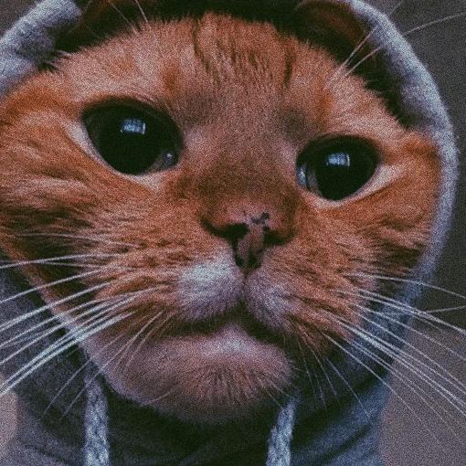 Profile Picture of John Schall (@mule72js) on Tiktok