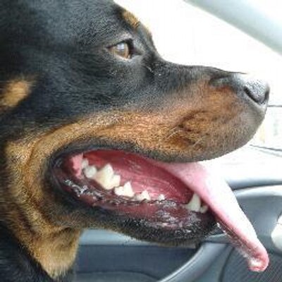 Profile Picture of Robert Humphrey (@RoberthumphreyG) on Twitter