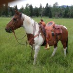Profile Picture of Jeremy Metzler (@pine_ridge_saddle_co) on Instagram