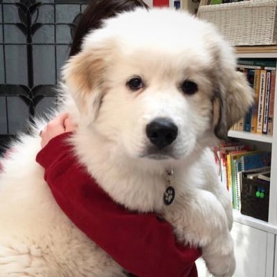 Profile Picture of Wilson And Rosie And Pickle Pete (@MommySweetMom) on Twitter