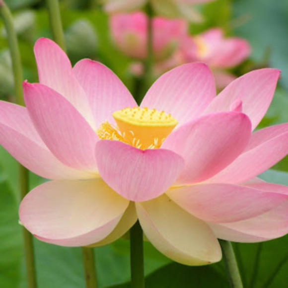 Profile Picture of Hannah Elazab (@hannahelazab) on Poshmark