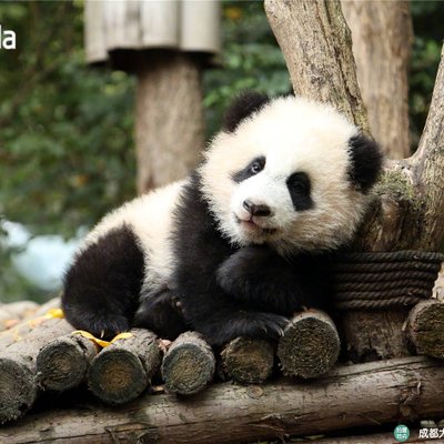 Profile Picture of Pei Zhang (@peizhang_lucky) on Twitter