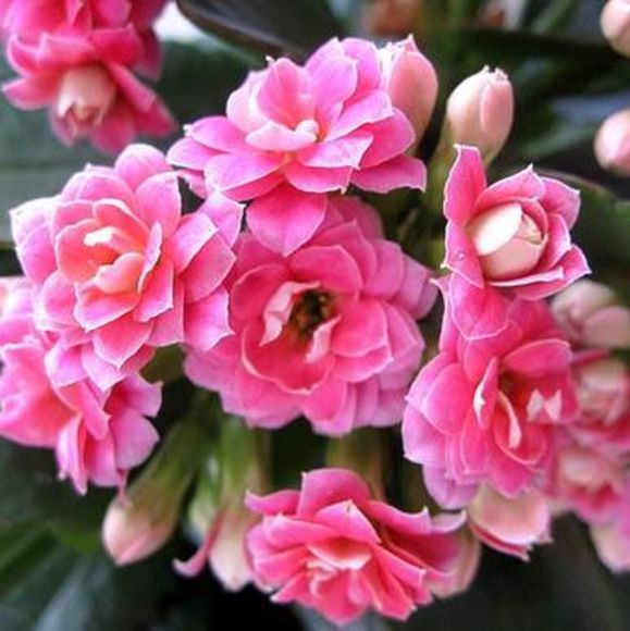 Profile Picture of Lu Xu (@luu_lu) on Poshmark