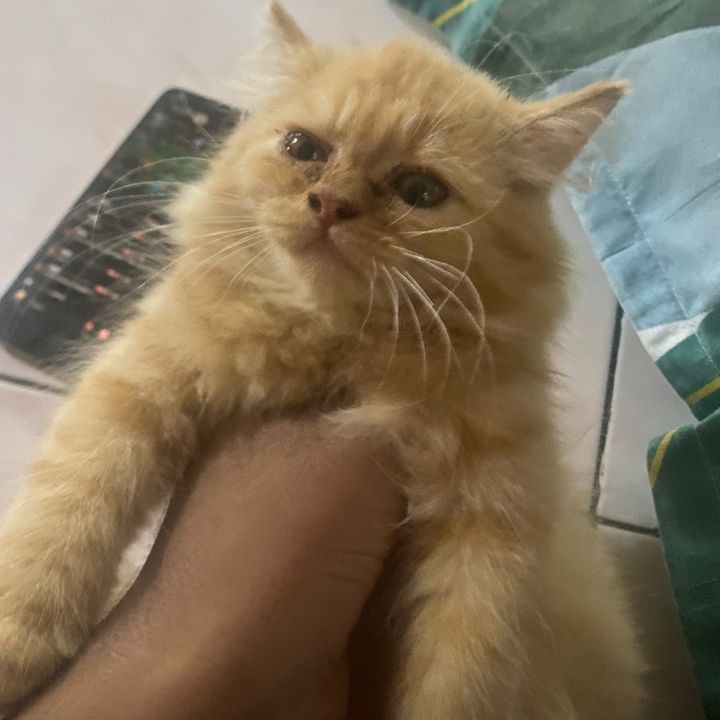 Profile Picture of katarinabluu? (@katarinabluus2) on Tiktok