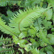 Profile Picture of Nora Weaver (@verdantearth) on Youtube