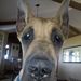 Profile Picture of Susan Bibler (@lotadog) on Pinterest