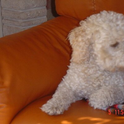 Profile Picture of Leona Alvarez (@leonaalvarez8) on Twitter