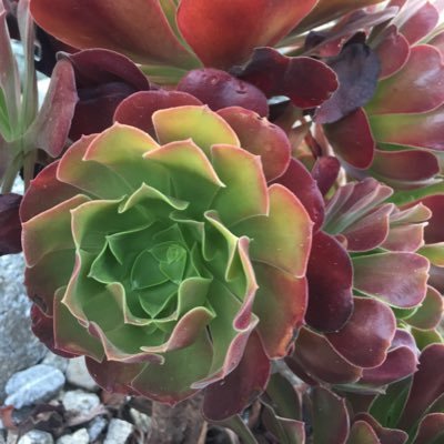 Profile Picture of Tom Koenigs (@tomkoenigs) on Twitter