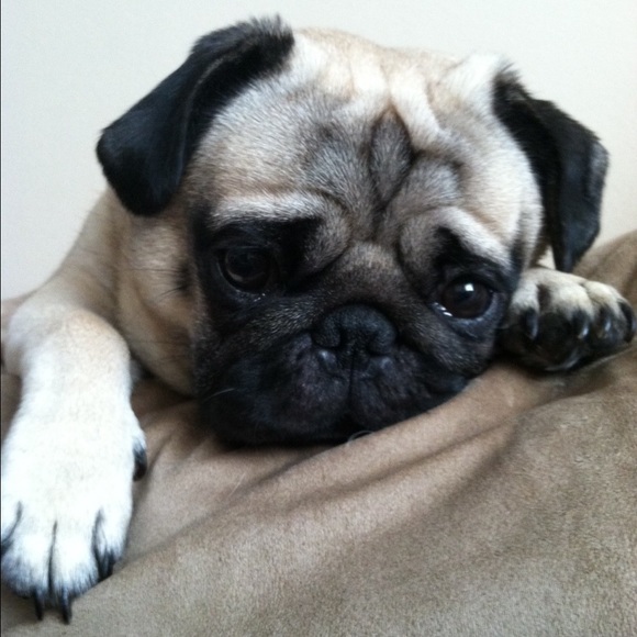 Profile Picture of Brian Sheehan (@brisheehan01) on Poshmark