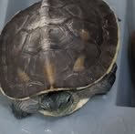 Cheng Xuan - Facebook Profile Picture of Cheng Xuan (@Cheng-Xuan) on Facebook