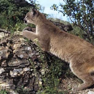 Profile Picture of Barry Rossignol (@big55bear) on Twitter