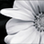 Profile Picture of Mira I Photography © (@mira i photography ©) on Flickr