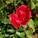 Profile Picture of Sheila Lawrence (@sheilalawrence4213) on Instagram