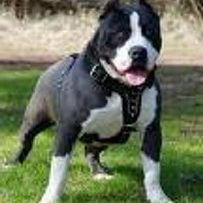 Profile Picture of Dominic Santiago (@Ian_GOW2) on Twitter